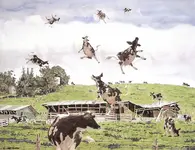 the-strange-and-sudden-disappearance-of-the-haleakala-dairy-cow.webp