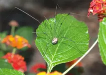 longlegs 1.webp