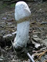 SHROOM.webp