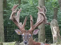 100_0087.webp