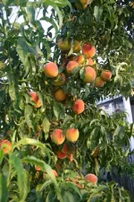 peaches.webp