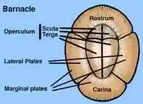 barnacle2.webp