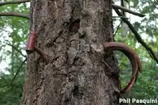 tree eats bike.webp