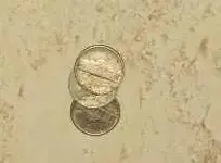 Holiday Nickels.webp