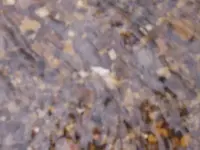 Best Bird in-situ.webp