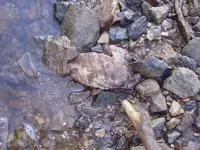 Celt in-situ from F.S..webp