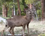 deer-2.webp
