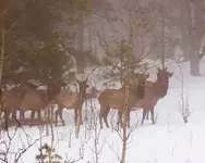 elk-in-mist.webp