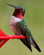 Ruby-1.webp