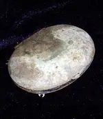 clam3.webp