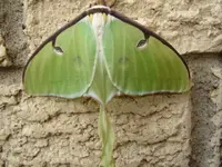 Moth 002.webp