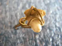 Tooth Ring.webp