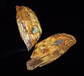 MiniwoodCW.webp