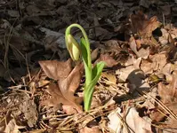 Lady Slipper.webp