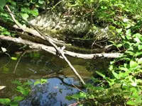 Out in the woods.webp
