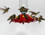 feeder.webp