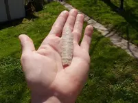 P4290381.webp