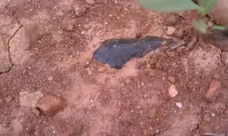 IMAG0717.webp