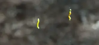 032712WORMS2-595.webp