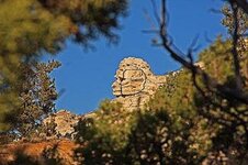 Indian Head--coyote3--face3.jpg