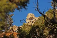 Indian Head--coyote3--teeth and symbols.webp