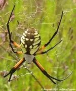Writing-Spiders-251x300.webp