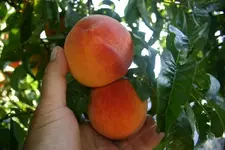 peach1.webp