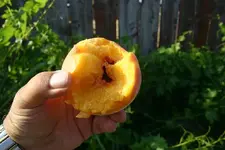 peach2.webp