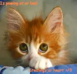 lolcatsdotcoma8o0hang8u9akpmn.webp lolcatsdotcoma8o0hang8u9akpmn.webp