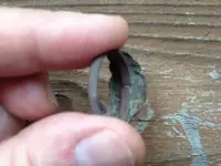 colonial_ring3.webp