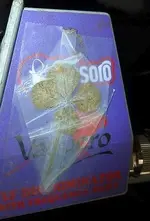 clover vaq.webp