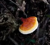 Stereum hersutum.webp