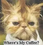 cat1_yoda.webp cat1_yoda.webp