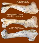 horsehumerus3views.webp