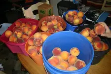 peach3.webp