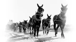 20-mule-team.webp