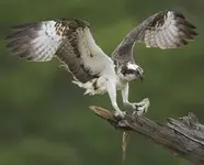 osprey.webp