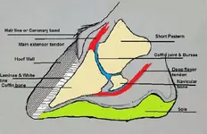 hoofparts3.webp hoofparts3.webp