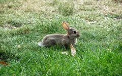 baby bunny.webp