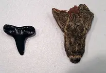 tooth3.webp