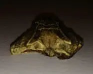 tooth6.webp