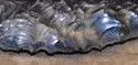 partial point.webp