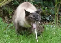 63-Cat-Projectile-Vomit.webp