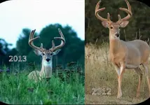 Curly Buck 2012 & 2013 (1280x766) (1024x613) (800x561).webp Curly Buck 2012 & 2013 (1280x766) (1024x613) (800x561).webp