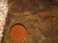 trilobite.webp