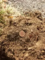 Buffalo Nickel 9-13.webp
