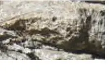 oro1.webp