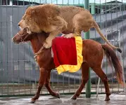 lion.webp