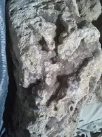 closeup.webp