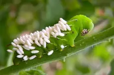 hormworm_with-larvae.webp